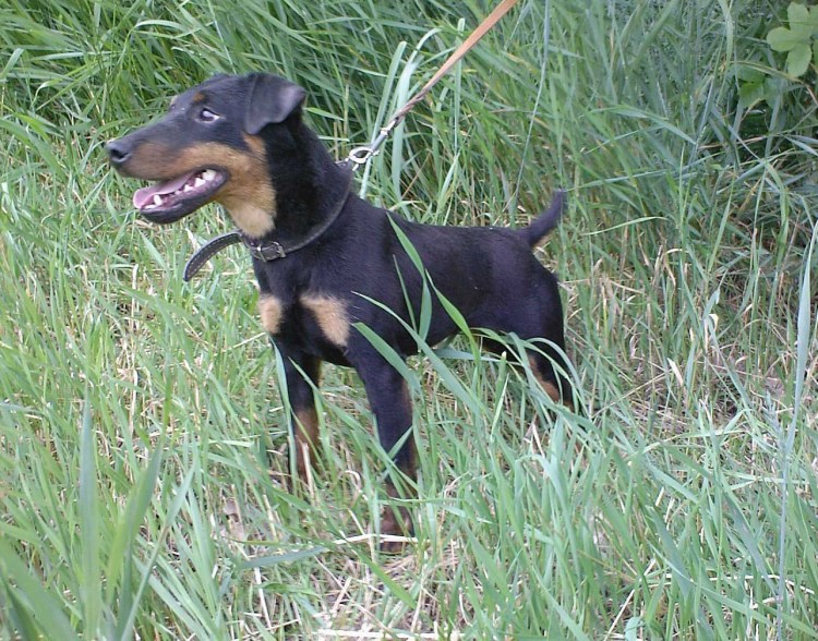 Немецкий охотничий Ягдтерьер