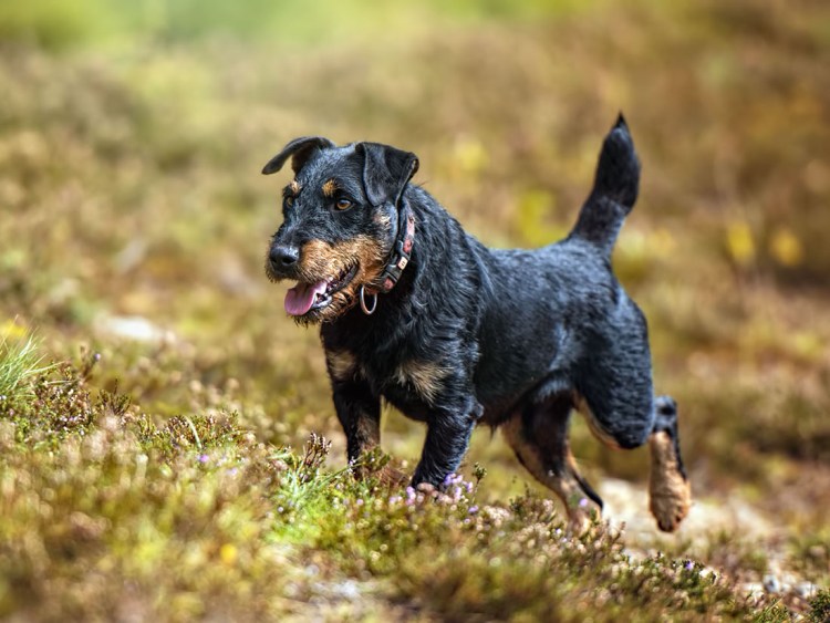 Ягдтерьер жесткошерстный