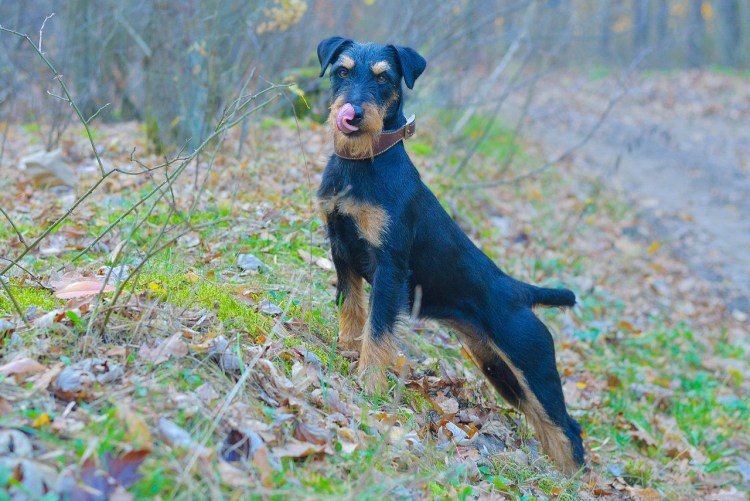 Ягдтерьер тримминг