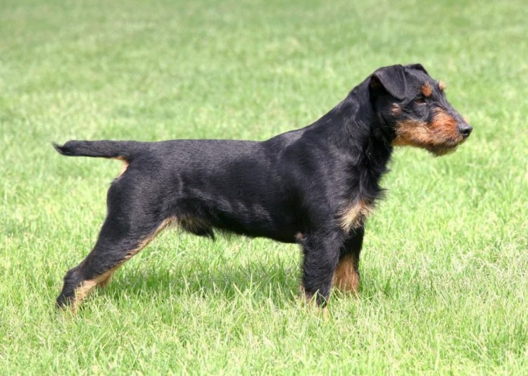 Немецкий Ягдтерьер гладкошерстный