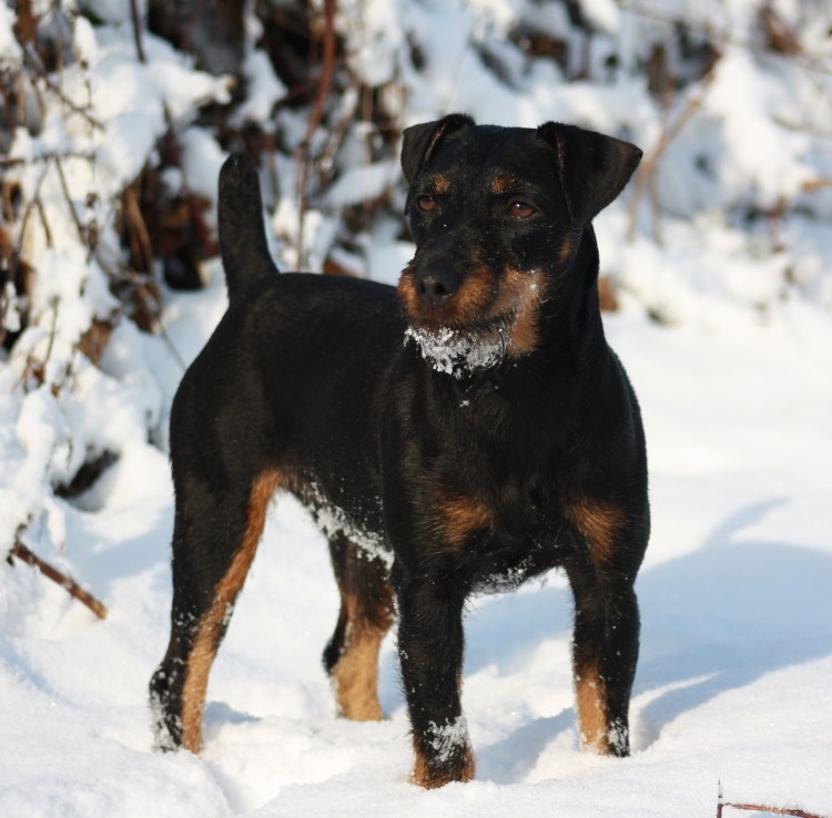 Немецкий Ягдтерьер