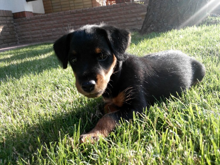 Джек Ягдтерьер