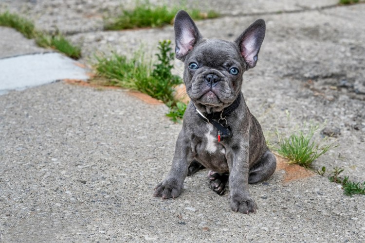 Французский бульдог щенок серый