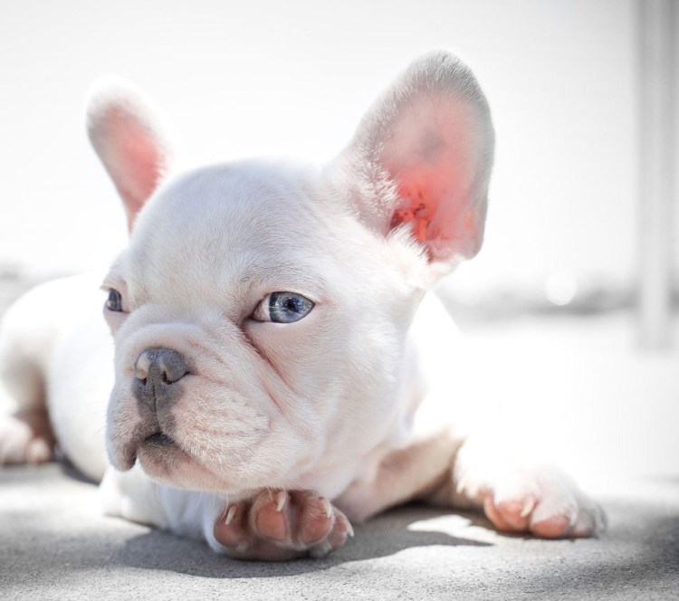 Французский бульдог альбинос
