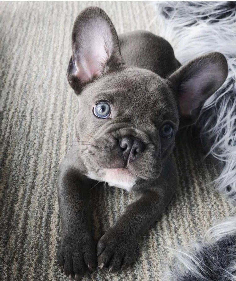 Голубо подпалый французский бульдог