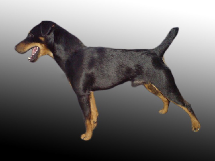 Норные собаки Ягдтерьер