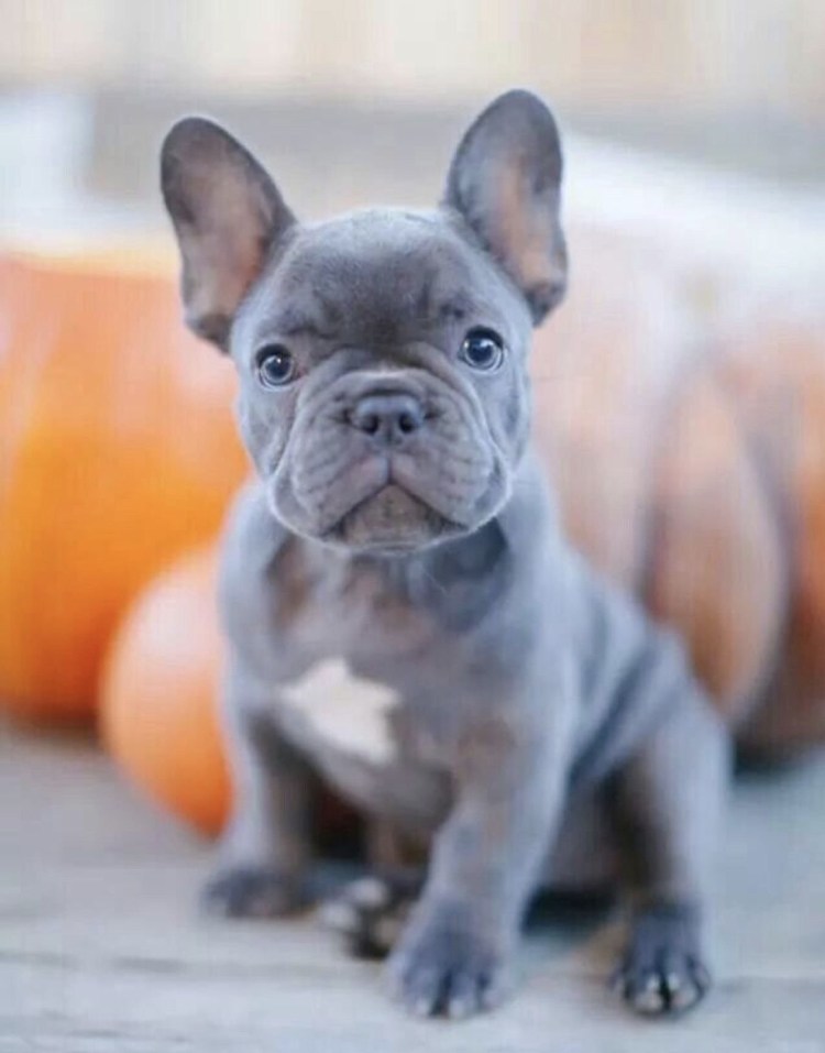 Голубой французский бульдог