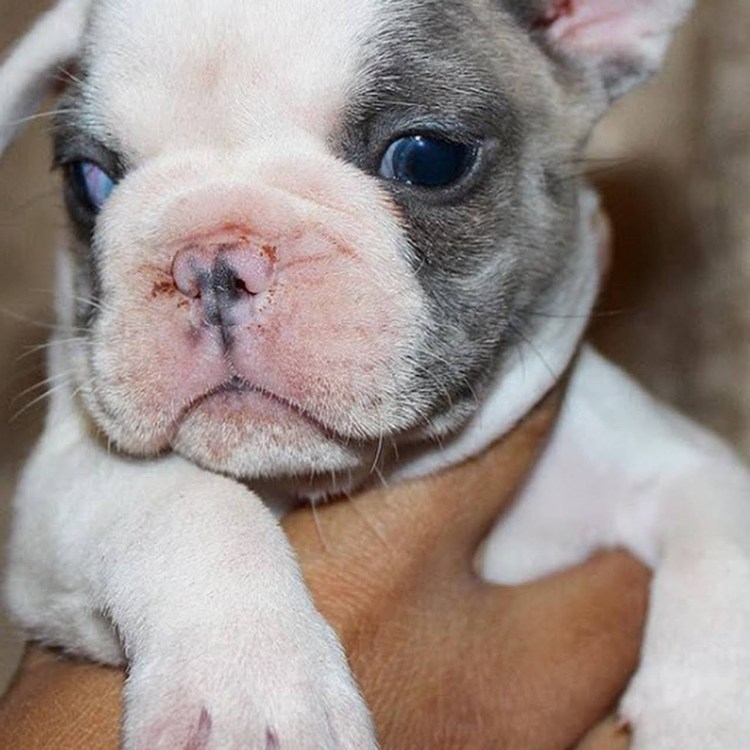 Фр.бульдог лиловый Мерль