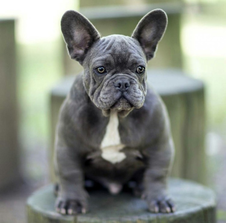 Лилово подпалый французский бульдог