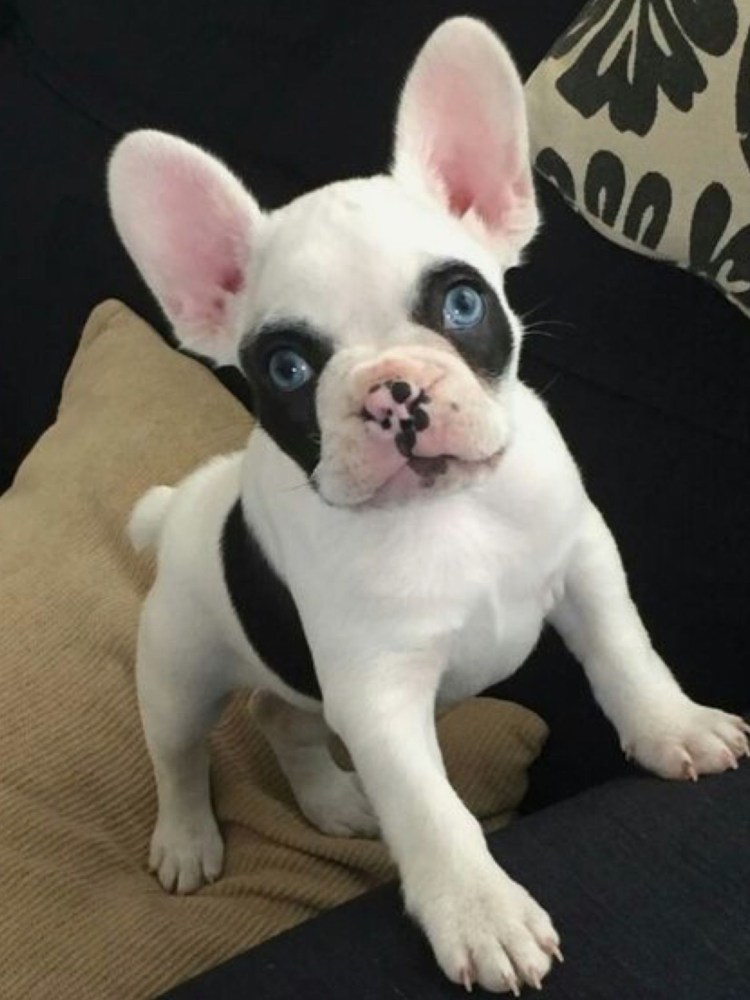 Французский бульдог белый с голубыми глазами