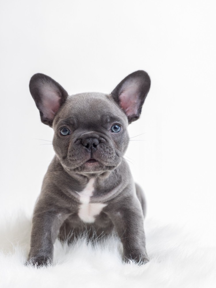 Французский бульдог серый