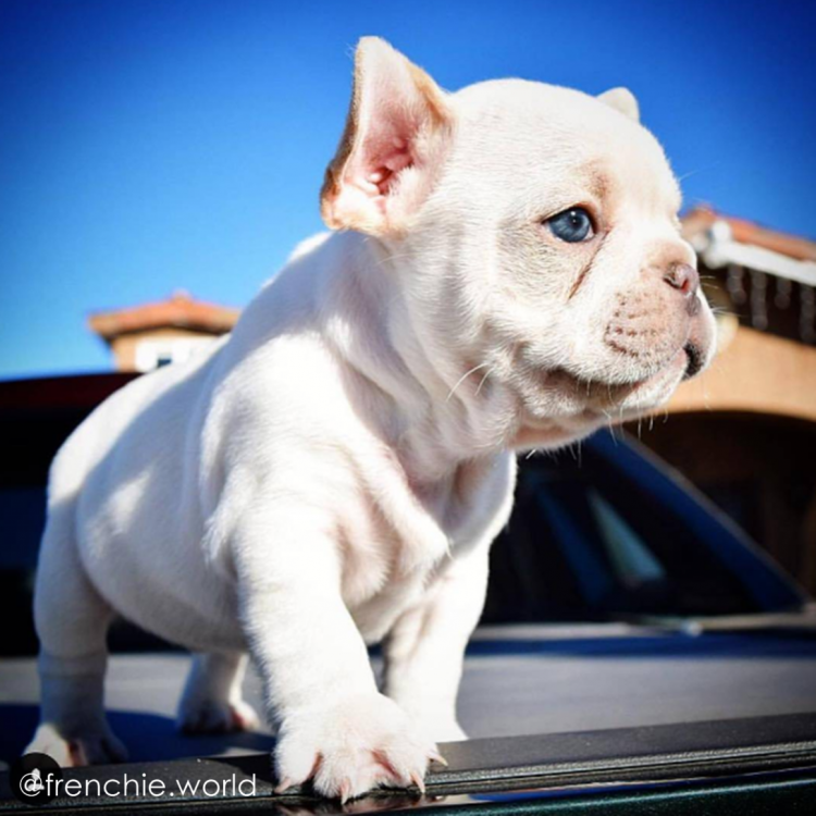Собака французский бульдог альбинос