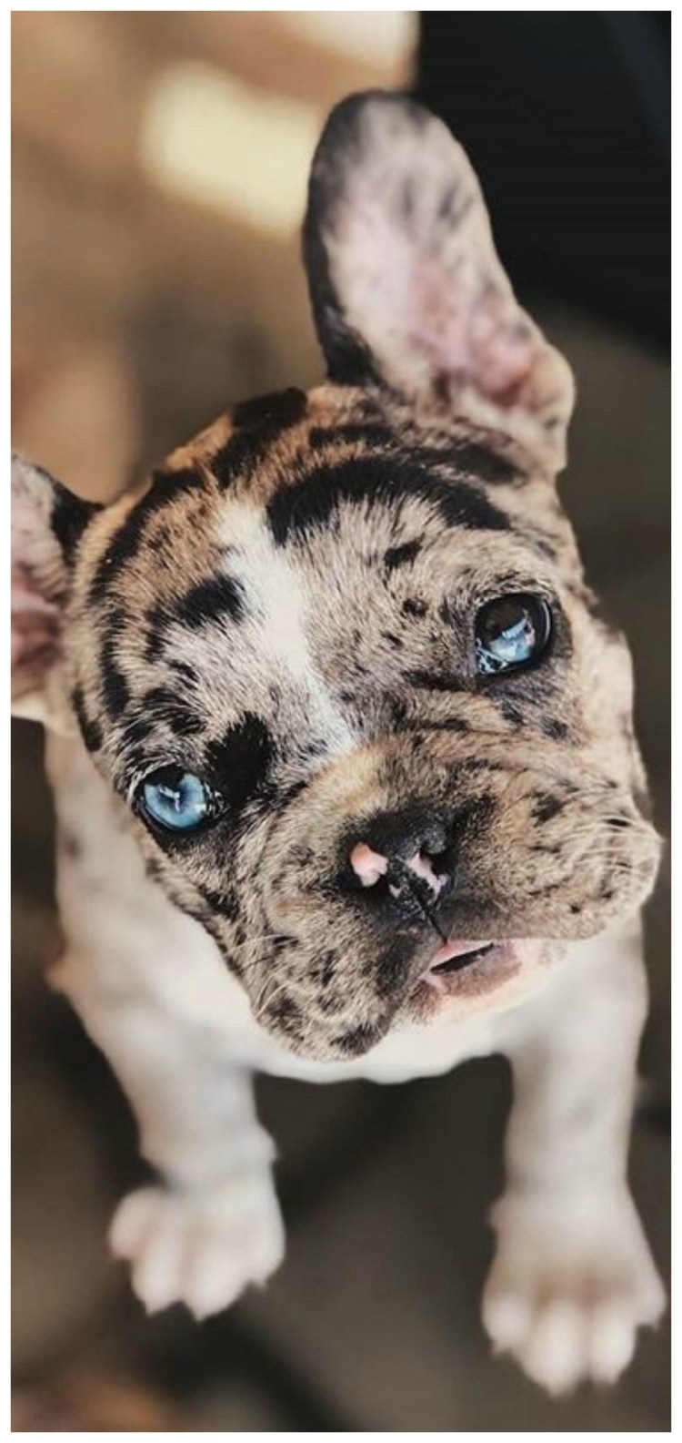 Французский бульдог Мерль