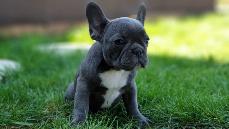 Голубой французский бульдог