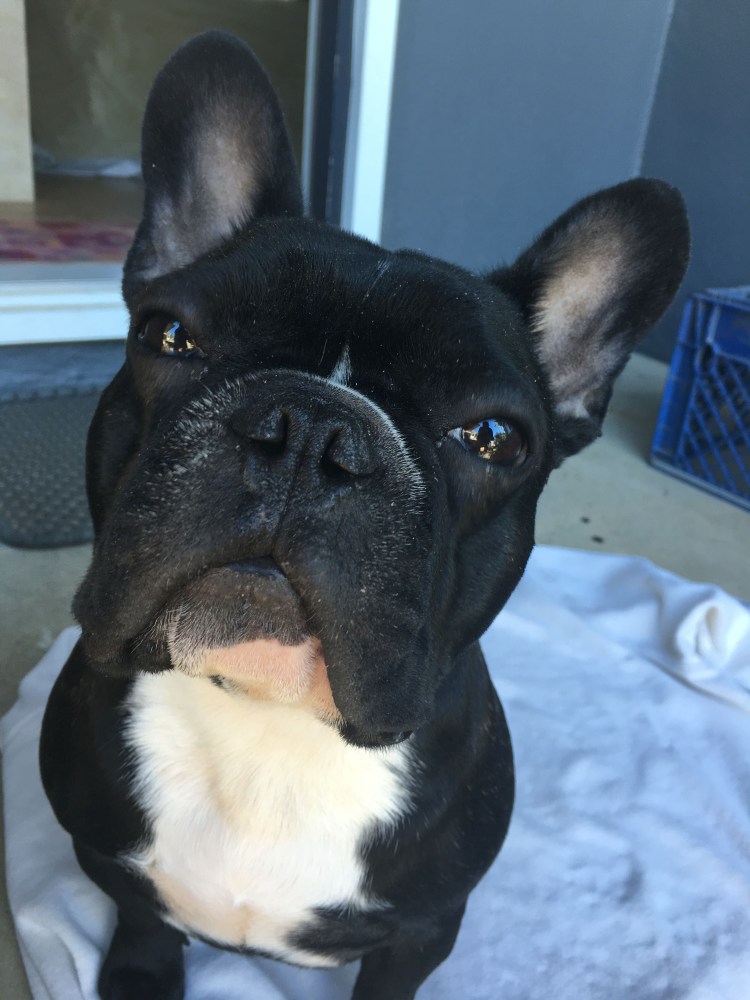 Французский бульдог