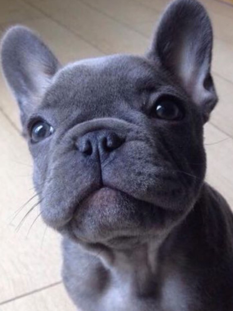 Джованни Иды Галич