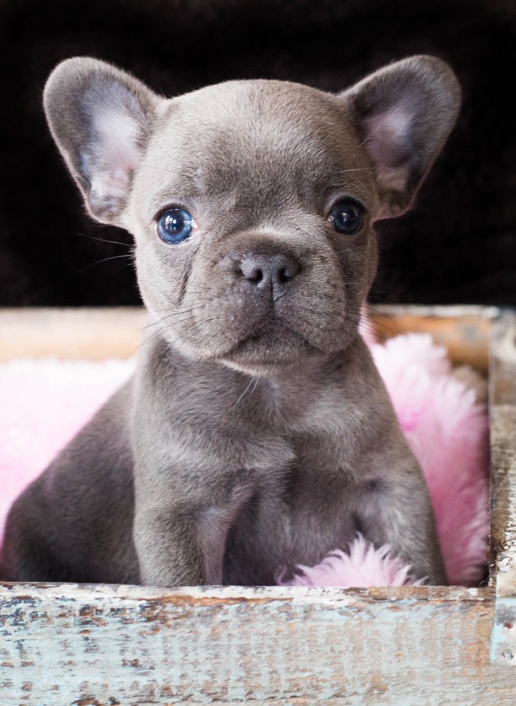 Французский бульдог мини голубой щенок
