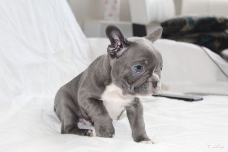 Французский бульдог голубого окраса