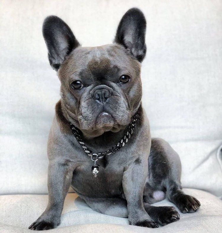 Голубой Солид французский бульдог