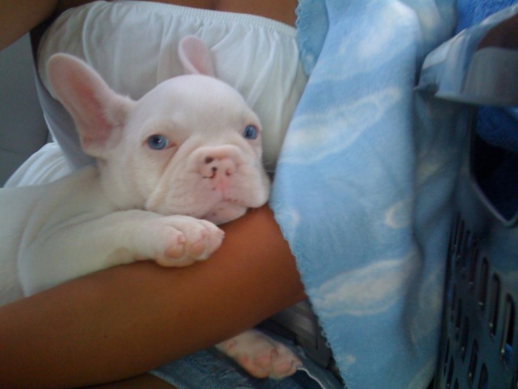 Белый французский бульдог альбинос