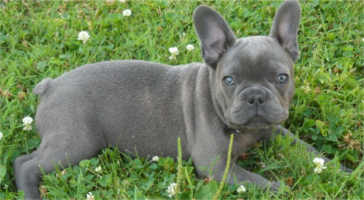 Французский бульдог Иды Галич