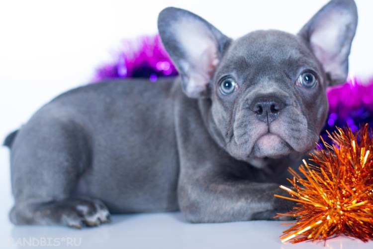 Голубой французский бульдог питомник