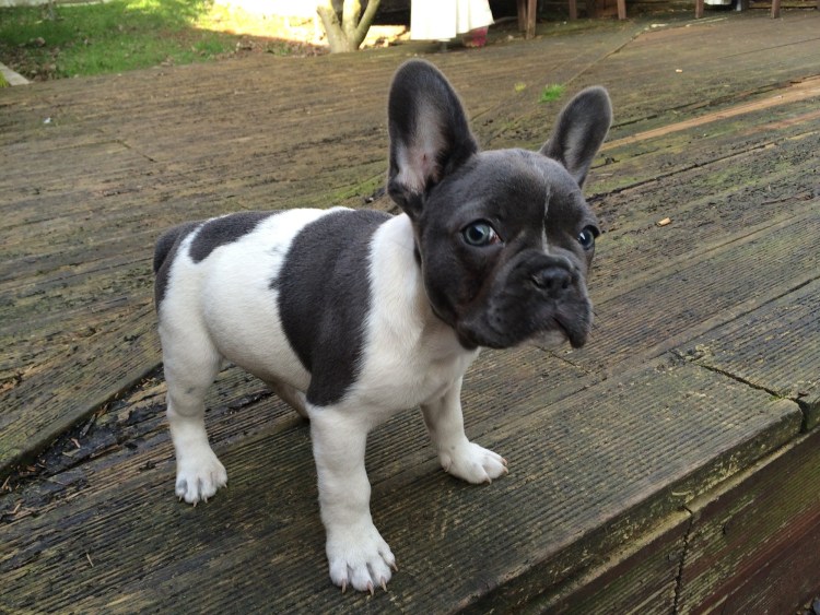 Французский бульдог