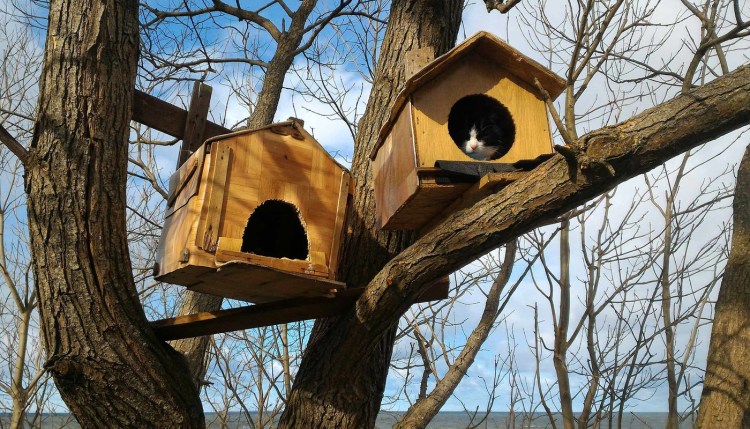 Уличный домик для кошки