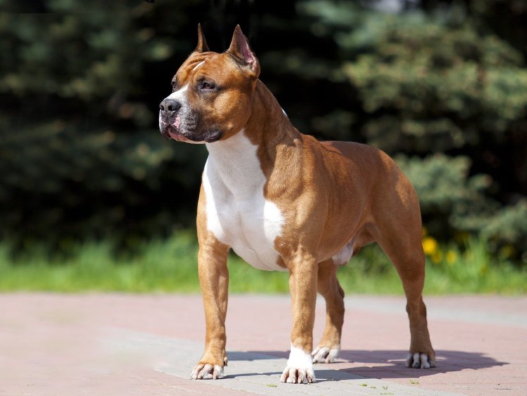 Американский стафтерьер