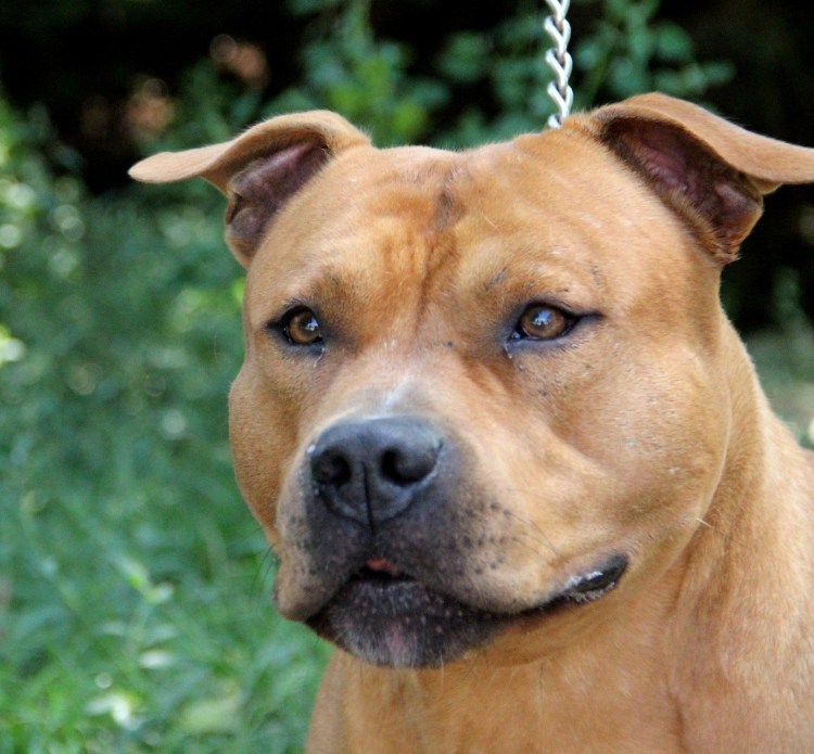 Ам стаффордширский терьер