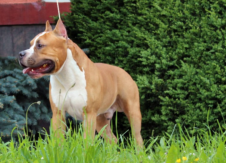 Американский стофапрдширдскийтерьер