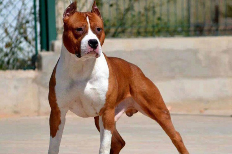 Ам стаффордширский терьер