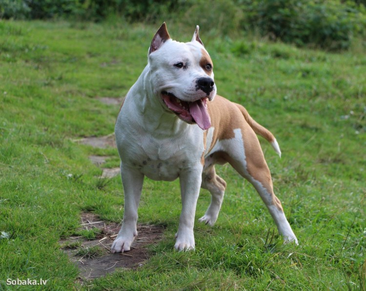 Стаффордширский терьер амстафф