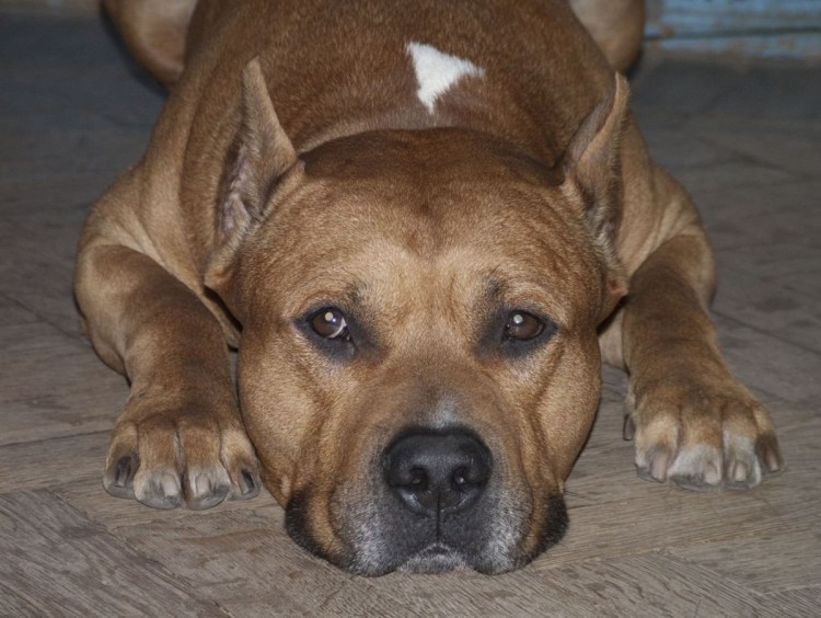 Порода собак стаффордширский терьер