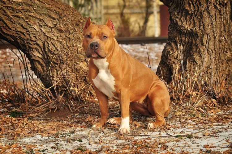 Амер стаффордширский терьер