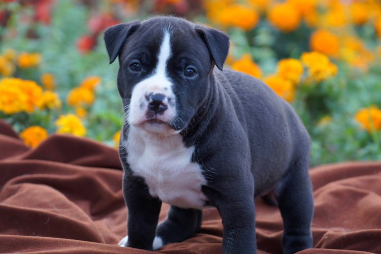 Американскийстафоршиский терьер