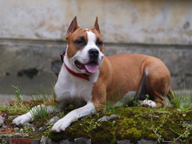 Ам стаффордширский терьер