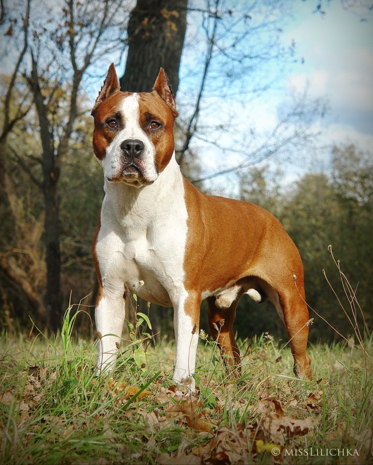 Американский стаффордширский терьер