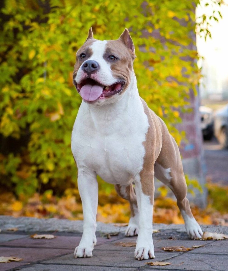 Американский стаффордширский терьер