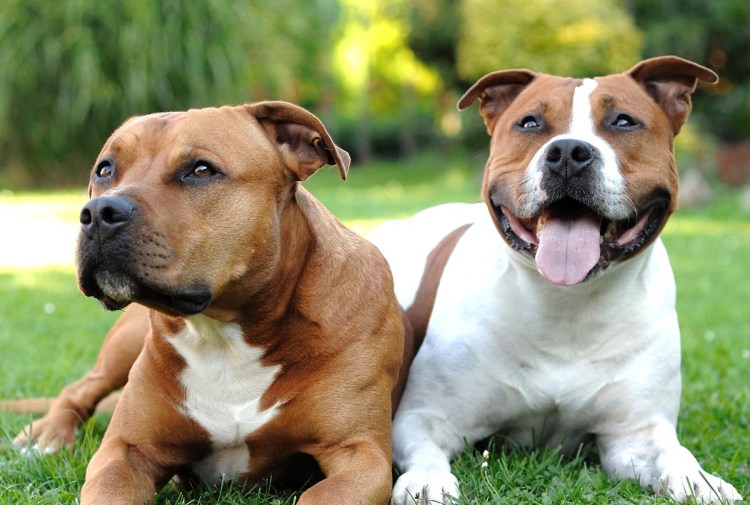 Американский стаффордширский бульдог