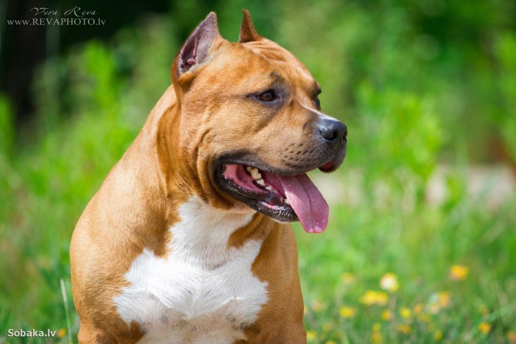 Собака стаффордширский терьер