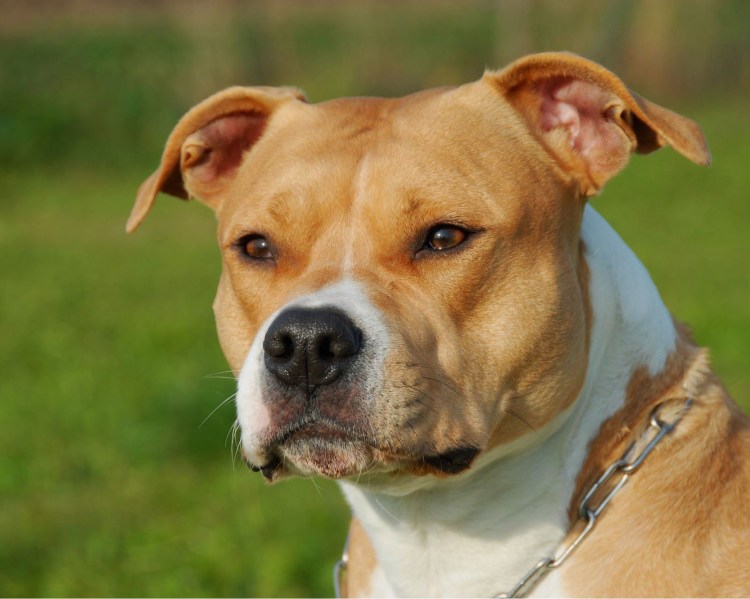 Стэнфордский терьер