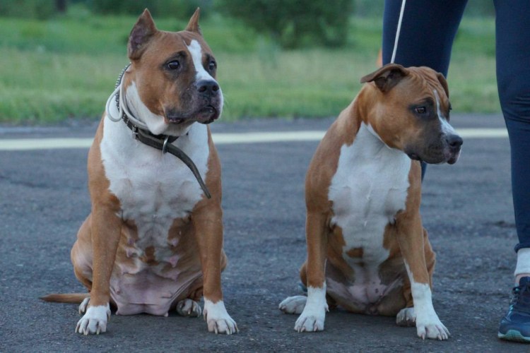 Ам стаффордширский терьер