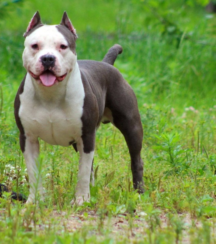 Американский стаффордширский терьер