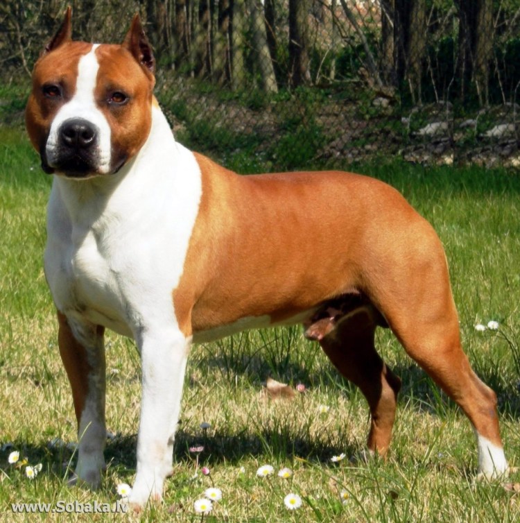 Американский стаффордширский терьер