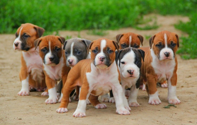 Собака стаффордширский терьер