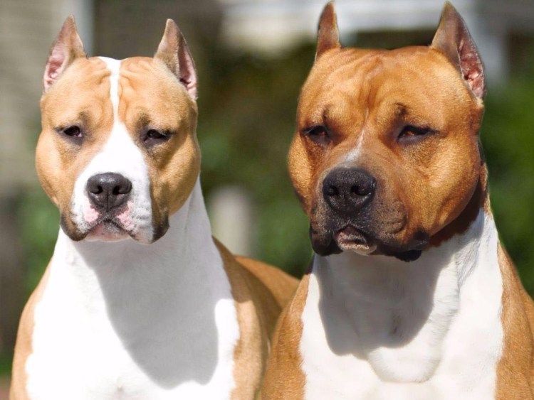 Стаффорд рыжий