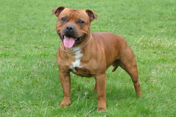 Американский стаффордширский терьер