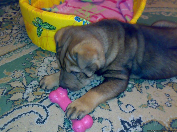 Щенки метисы шарпея