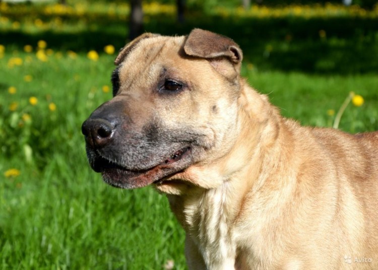 Метис шарпей и Стаффорд